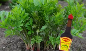 Przyprawa do zup Maggi czy jest szkodliwa? Odkryj niebezpieczeństwa dla zdrowia